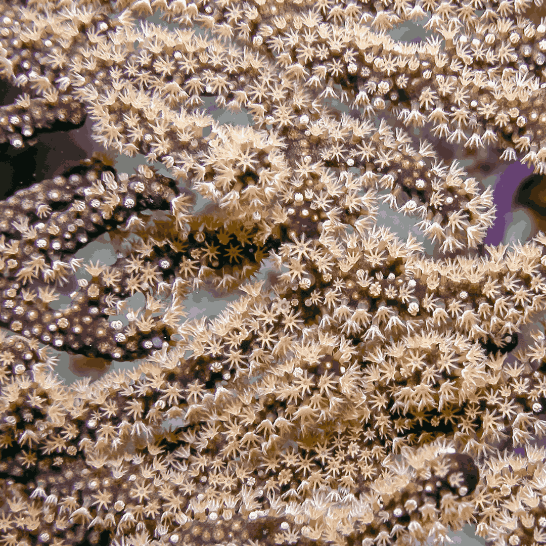 Purple Rod Gorgonian (under 10")