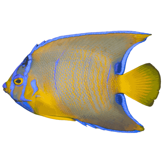 Queen Angelfish (Medium 3-5 inches)