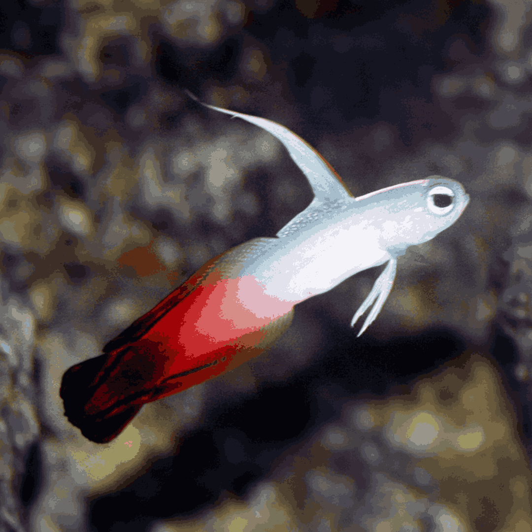 Red Firefish