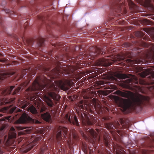 Red Parvispora (Red Ogo)