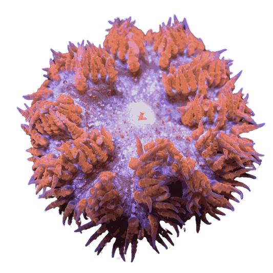 Red Rock Anemone medium/large