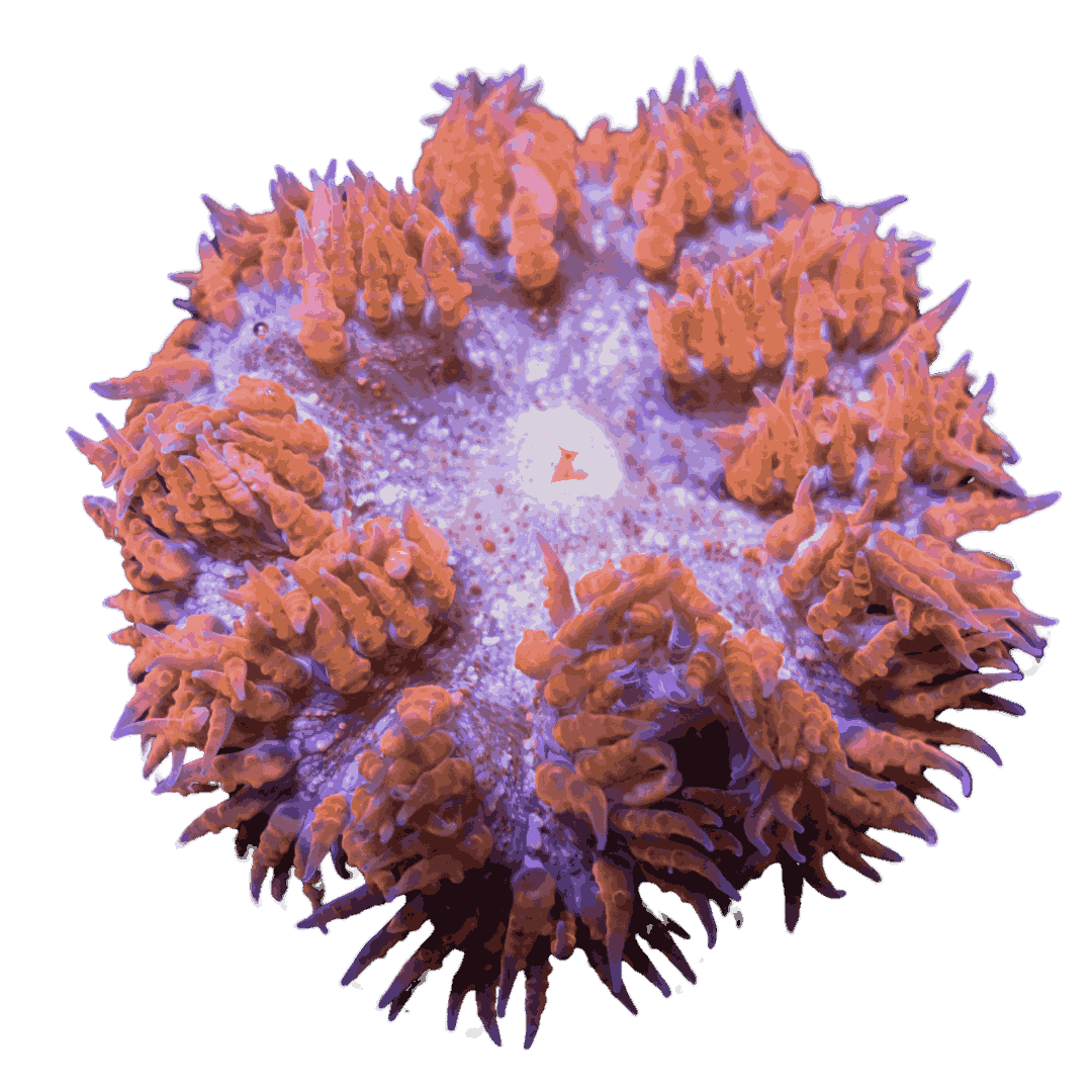 Red Rock Anemone 3 Pack