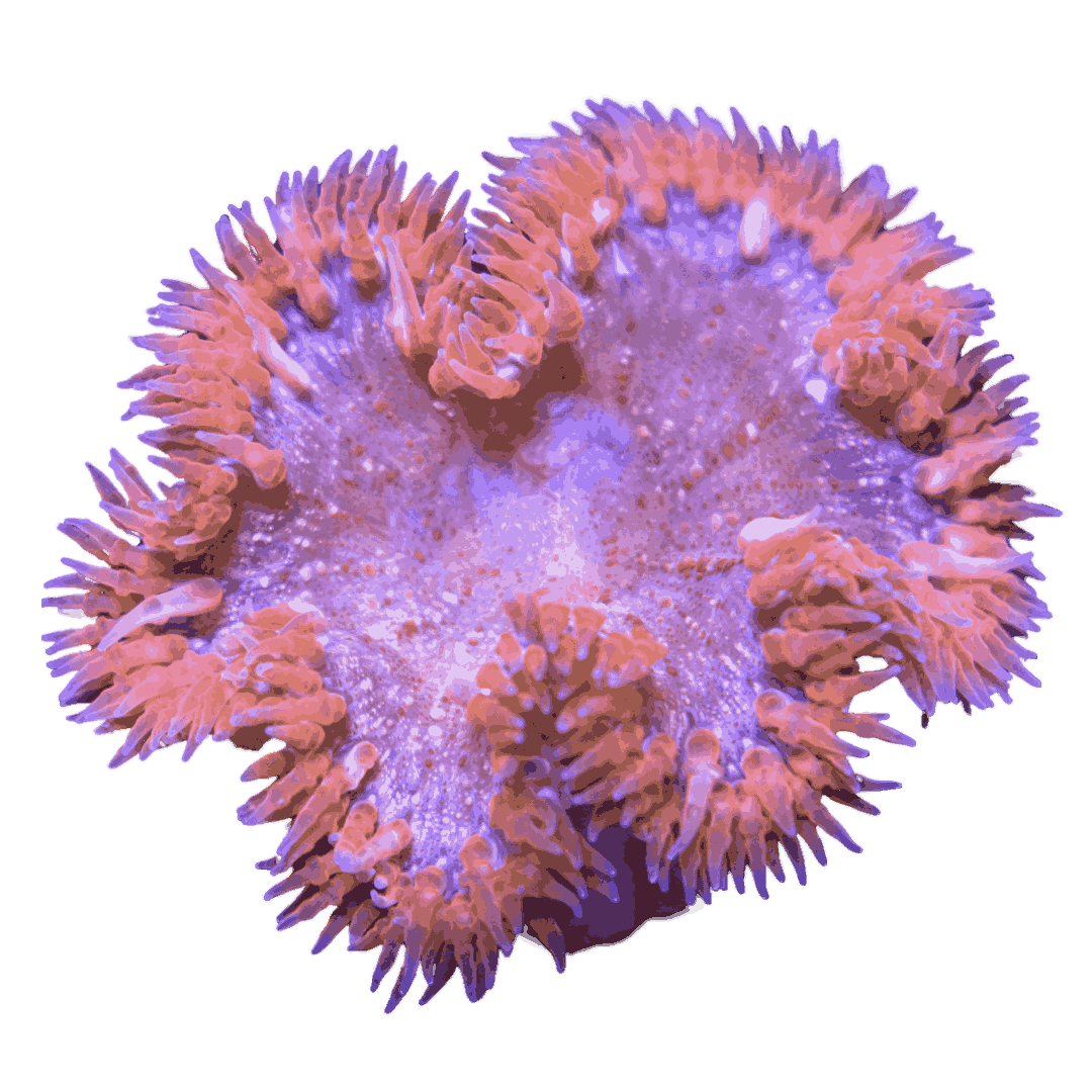 Red Rock Anemone (medium/large)