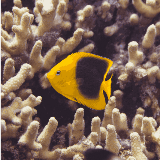 Rock Beauty Angelfish (Small 2-3 inches)