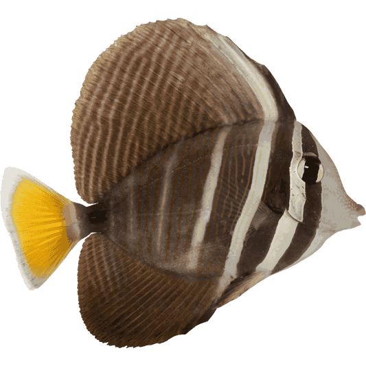 Sailfin Tang (Medium)