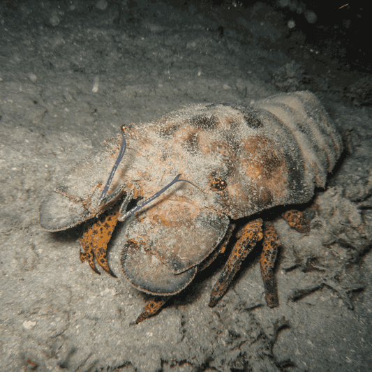 Shovelnose Lobster (SM 1-3 inches)