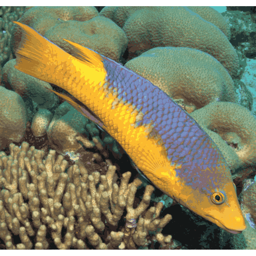 Spanish Hogfish (Small 1-3 inches)