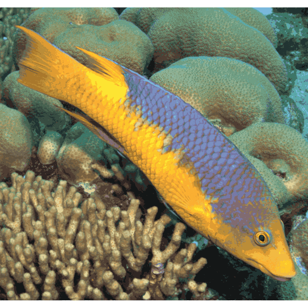 Spanish Hogfish (large 5-7 inches)