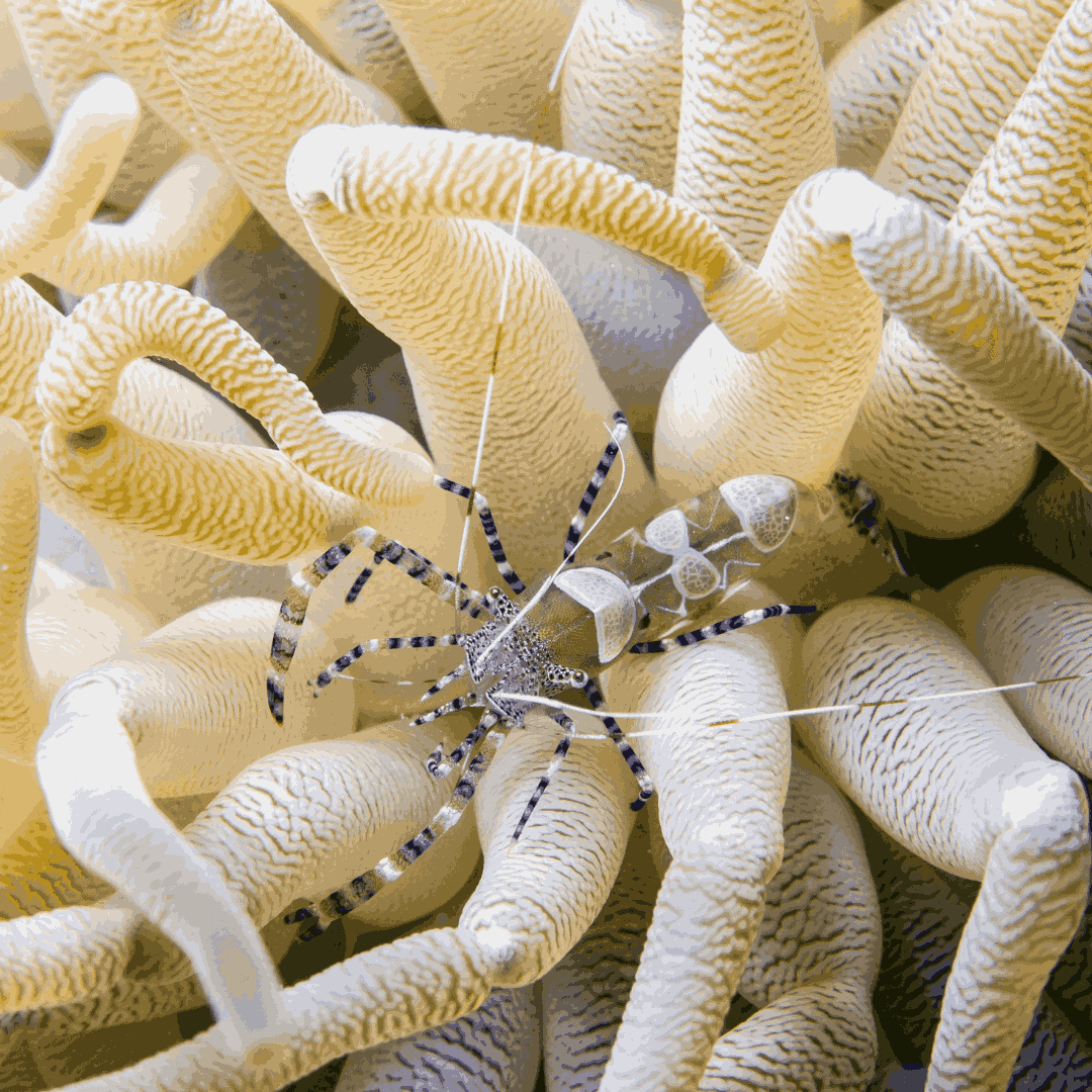 Spotted Cleaner Shrimp