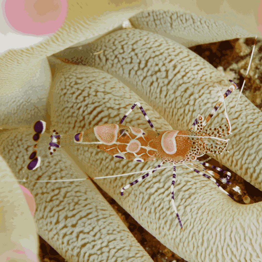 Spotted Cleaner Shrimp