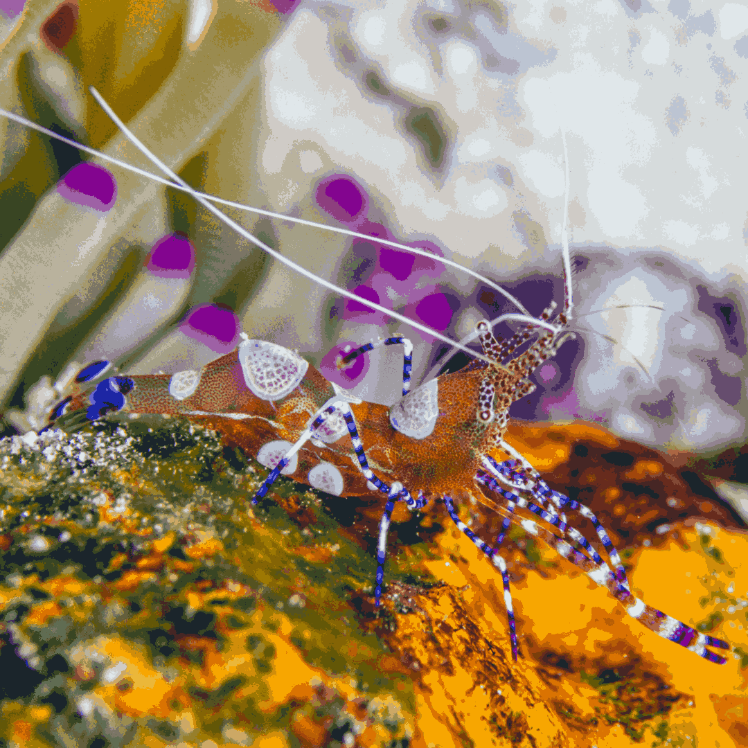 Spotted Cleaner Shrimp