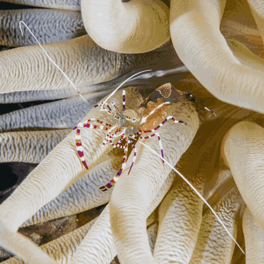 Spotted Cleaner Shrimp