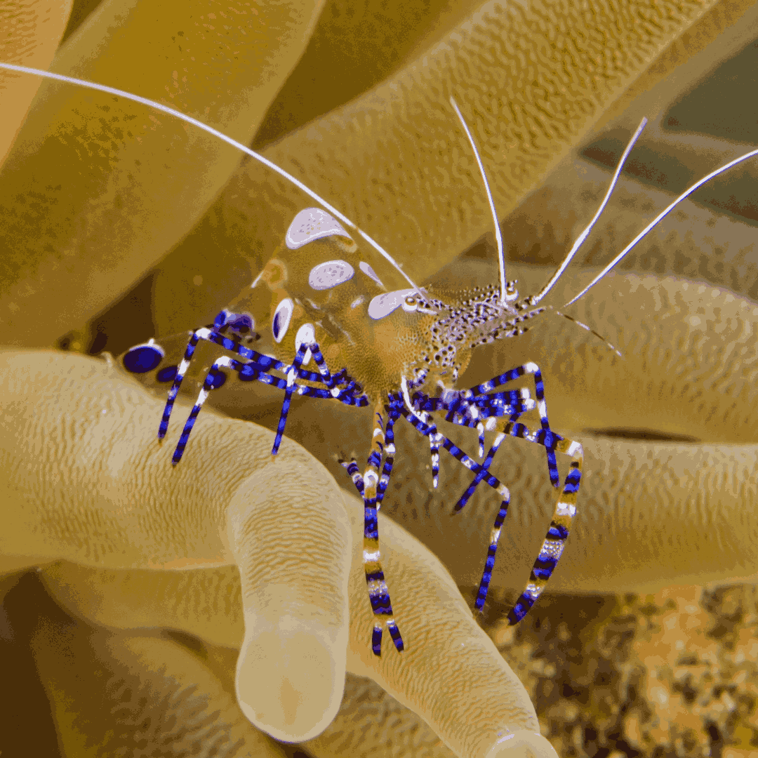 Spotted Cleaner Shrimp