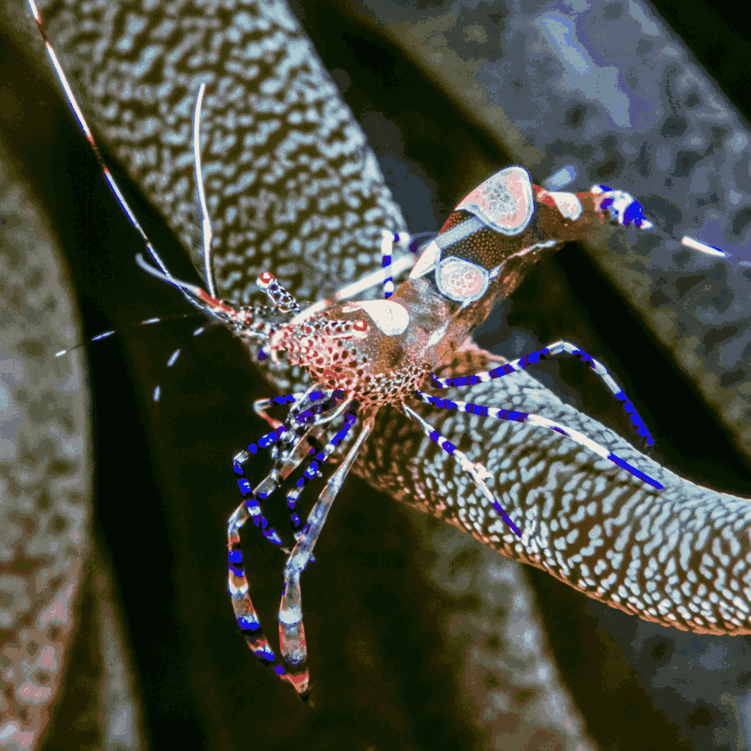 Spotted Cleaner Shrimp