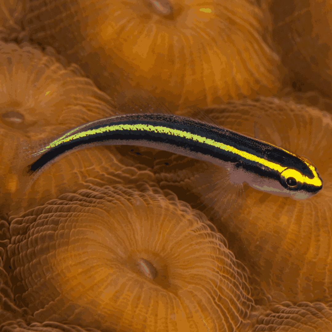 Tank Raised Sharknose Goby