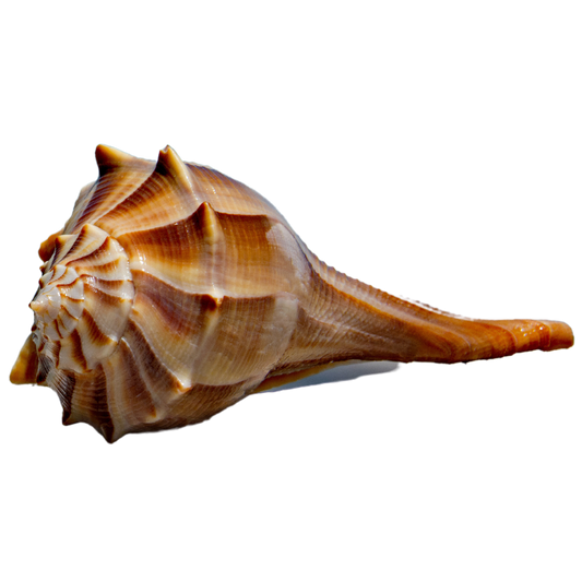 Lightning Whelk (large 4-6 inches)