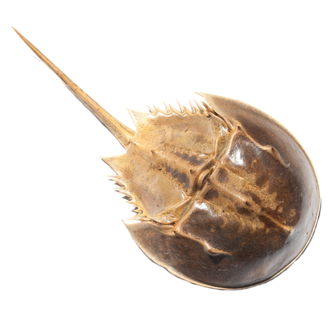 Horseshoe Crab (1-3 inches)