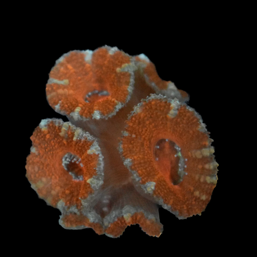 Acan Coral Frag 8