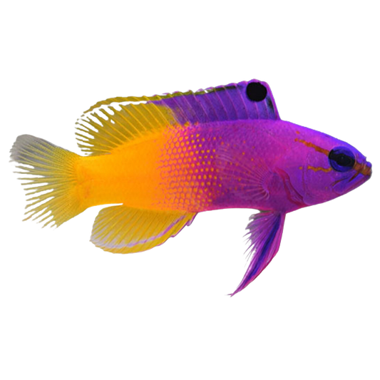 Basslet Fish For Sale – Foxy Saltwater Tropicals