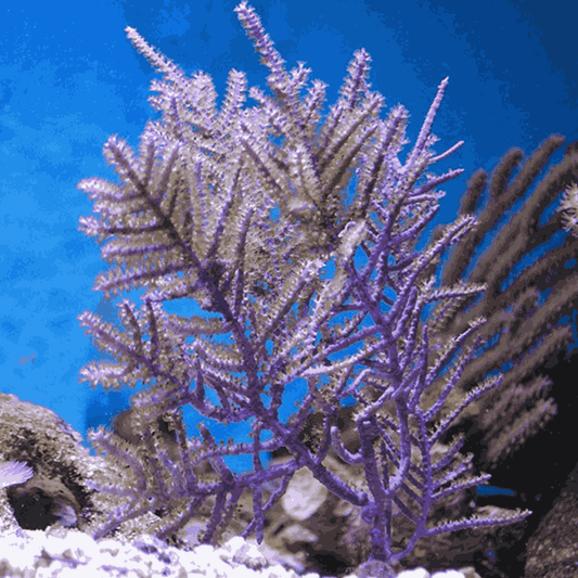 XL Purple Frilly Gorgonian