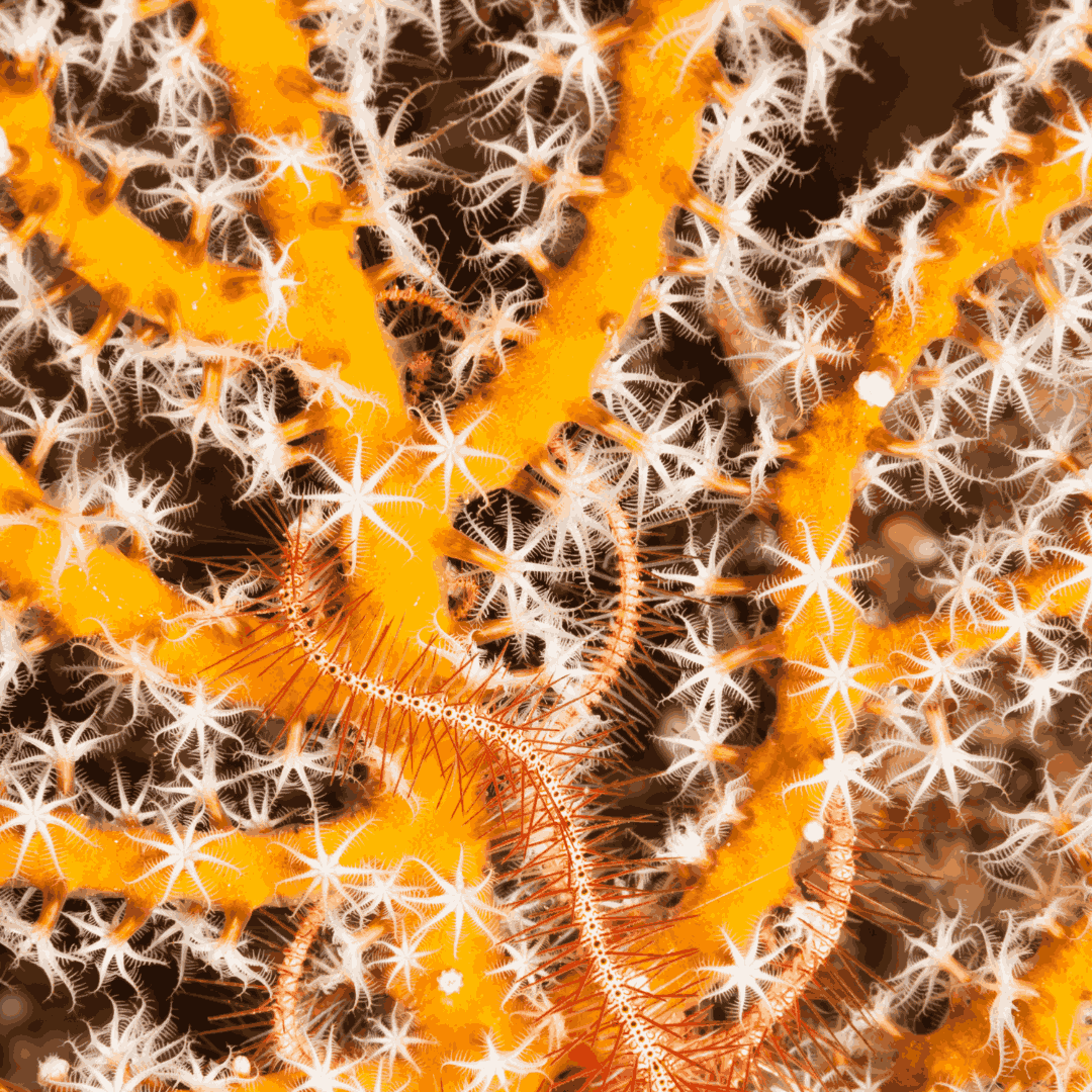 Yellow Finger Gorgonian (under 10")