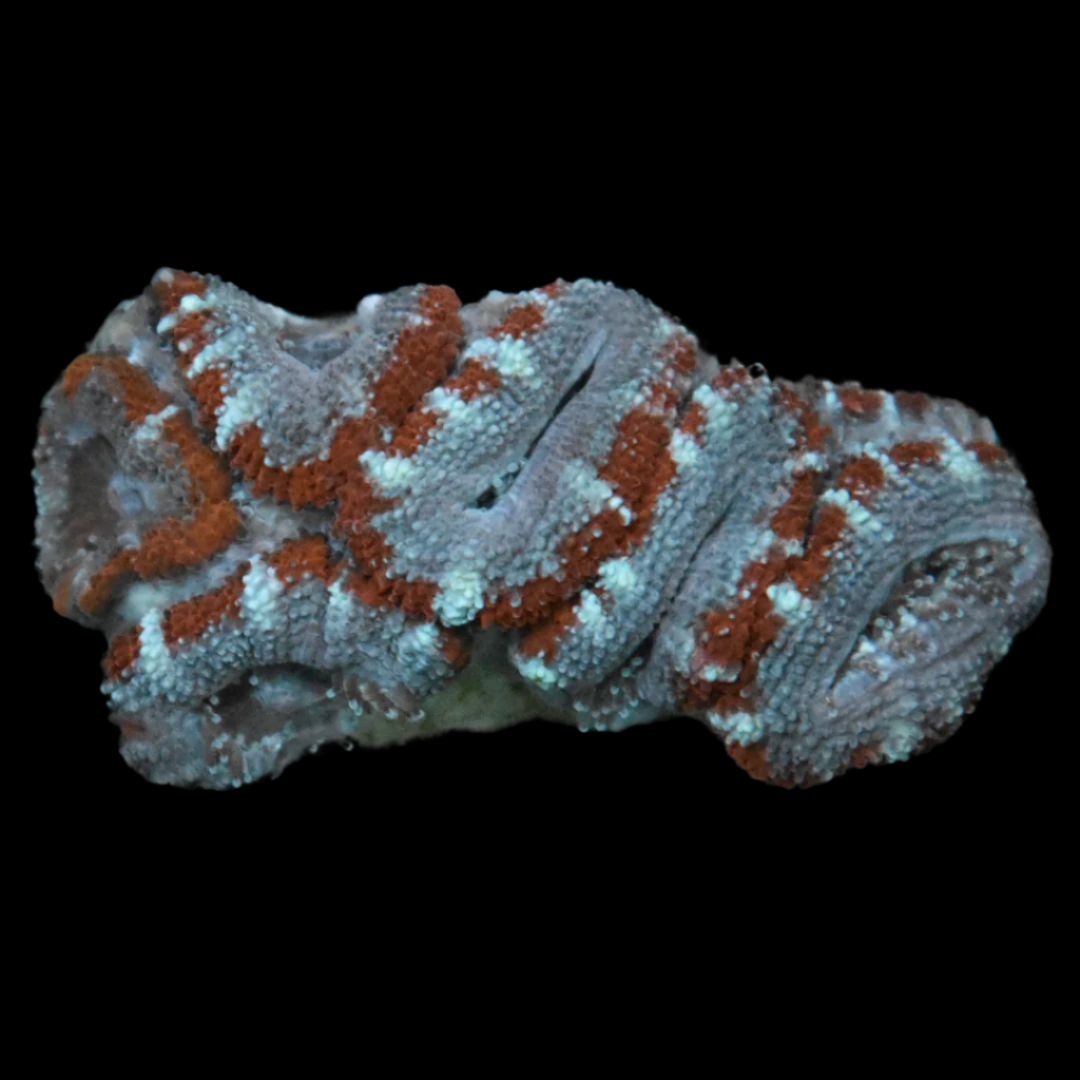 Acan Coral Frag 1