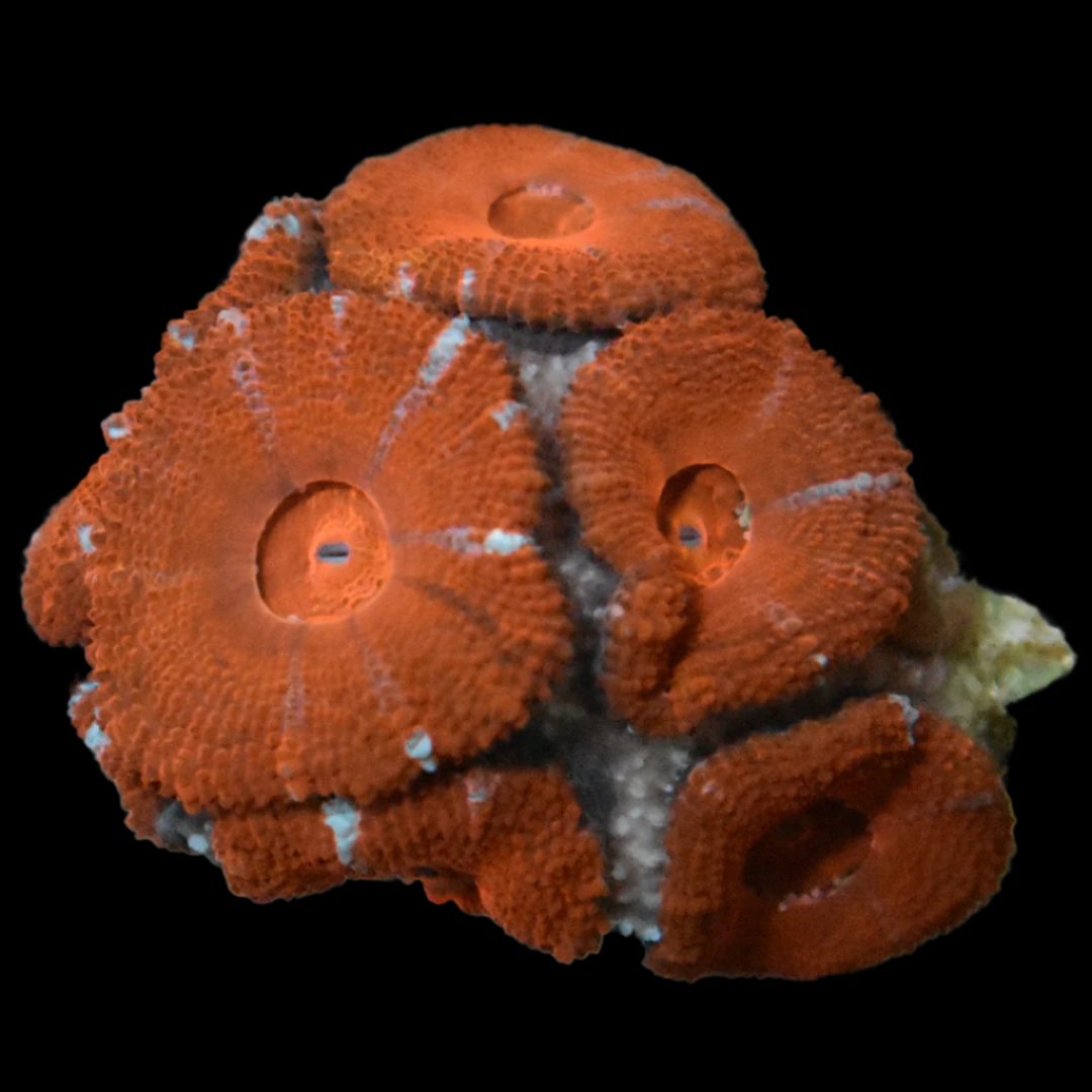 Acan Coral Frag 3