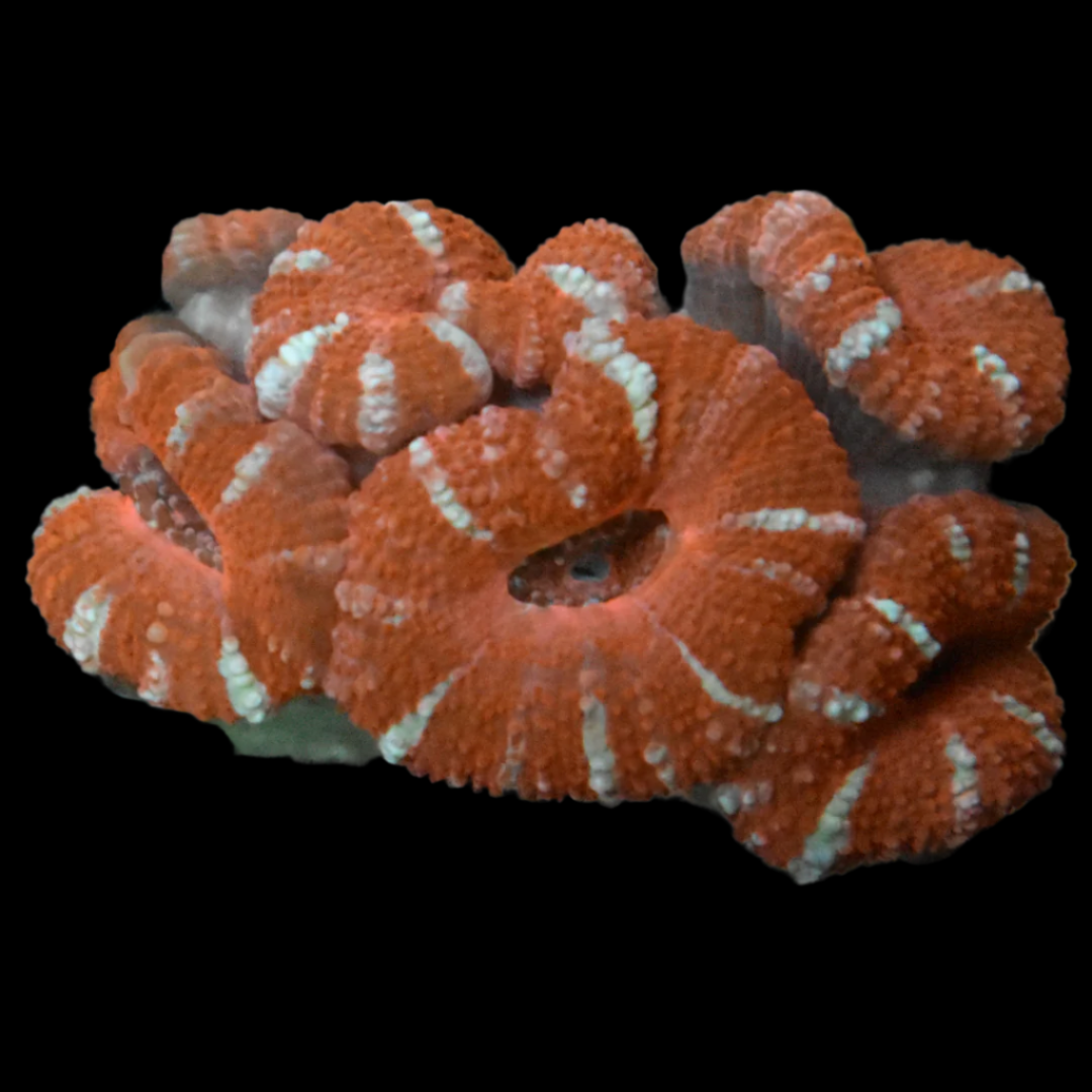 Acan Coral Frag 5