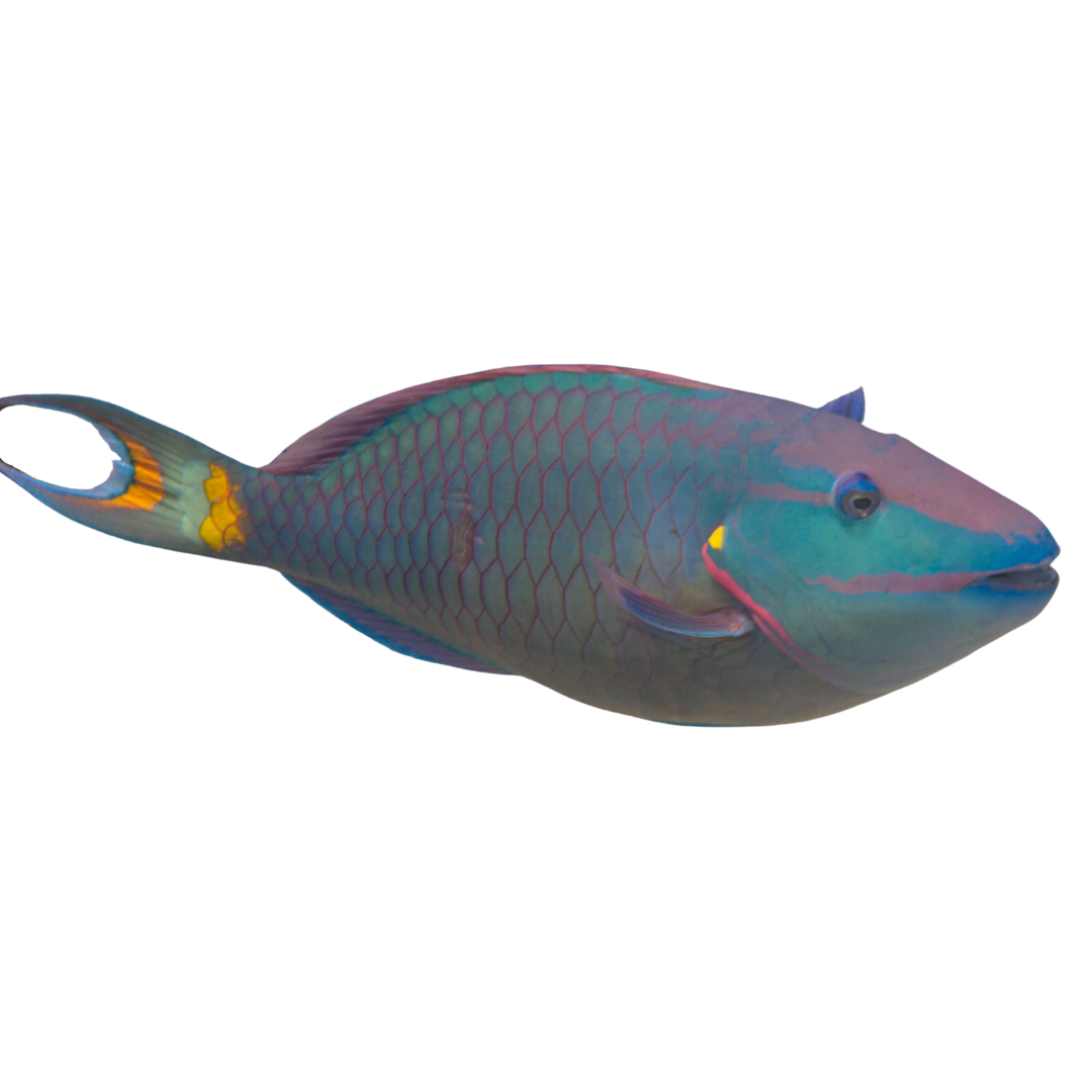 XL Stoplight Parrotfish Pair: 1 Alpha Male & 1 Female (8-10")