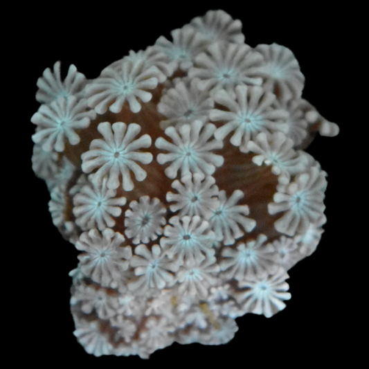 Alveopora Coral