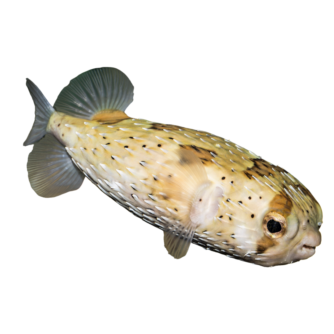 Balloon Puffers/ Spiny Porcupine Fish (6-8 inches)