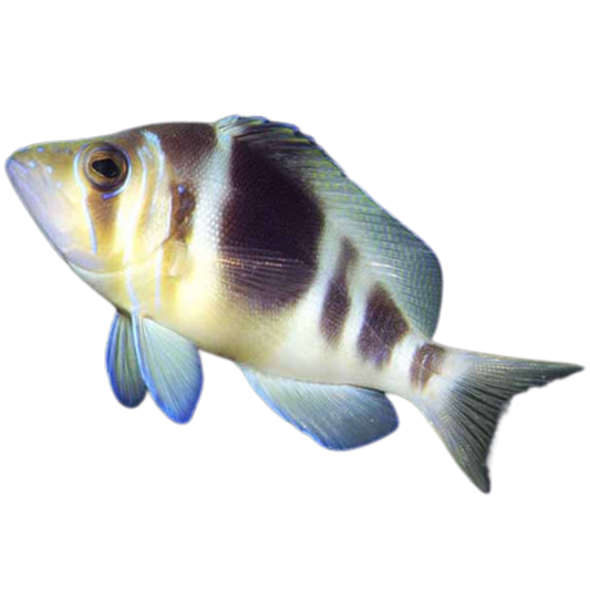 Barred Hamlet (large 4"+)