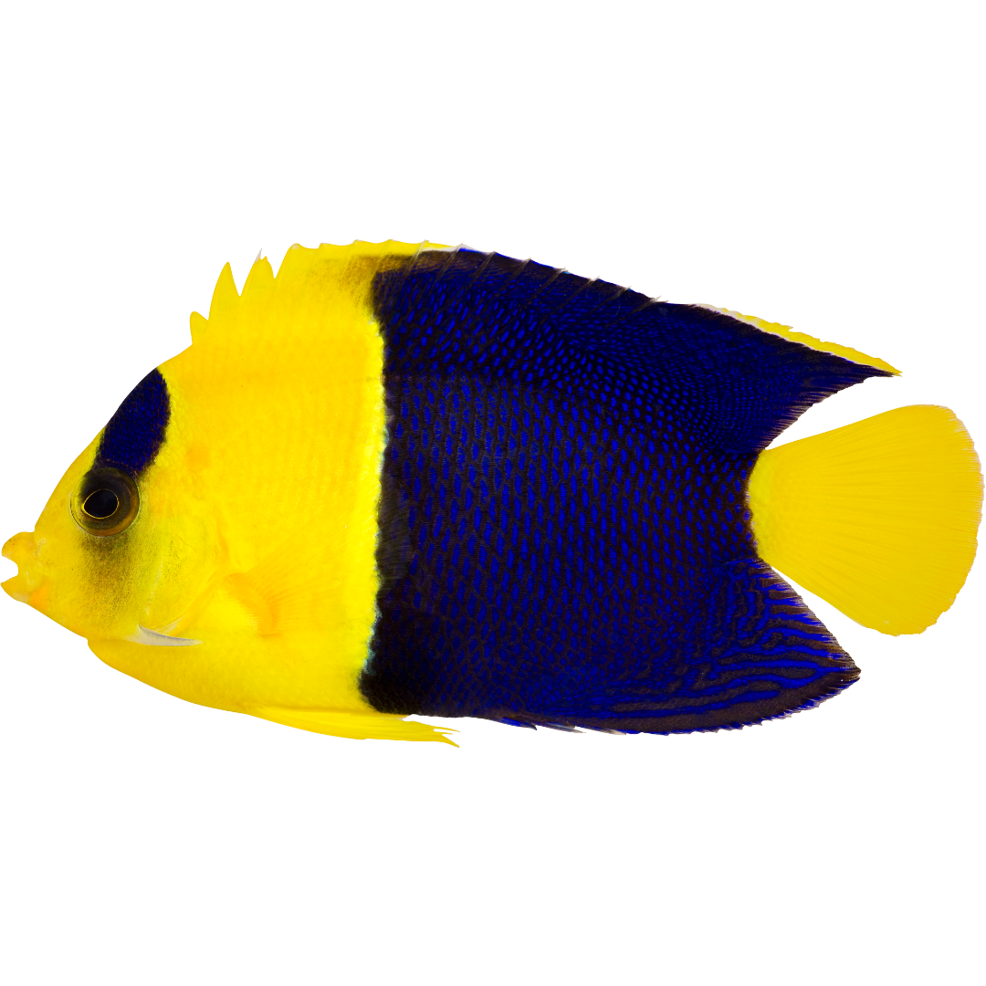 Bicolor Angelfish (medium)