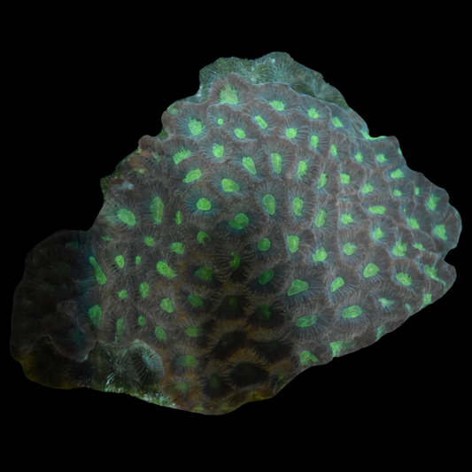 Big Green Favia Coral