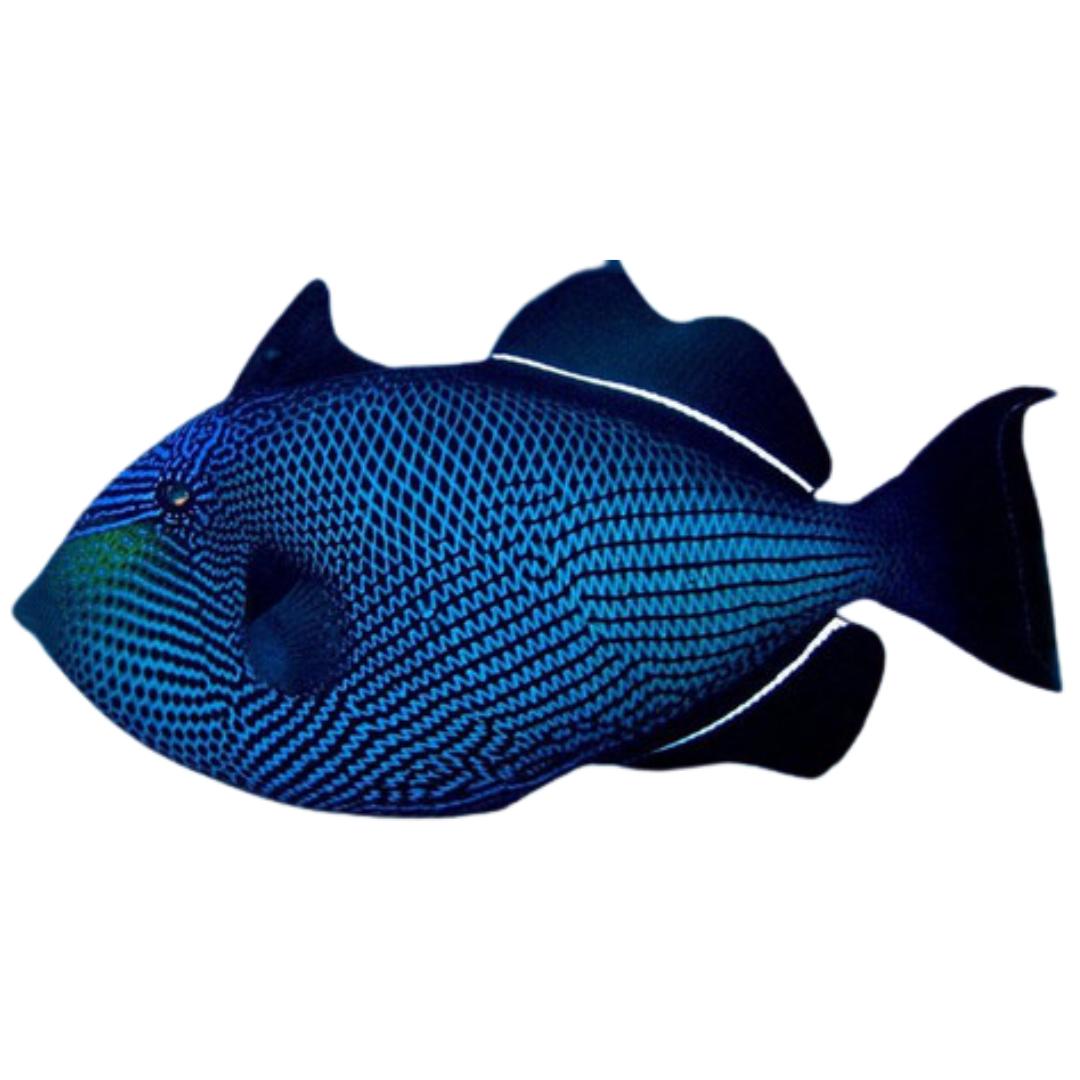 Black Durgeon Triggerfish (Medium 3-5 inches)