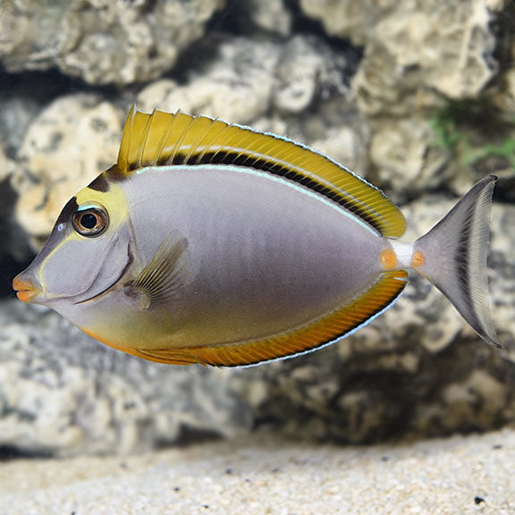 Blonde Naso Tang (small)