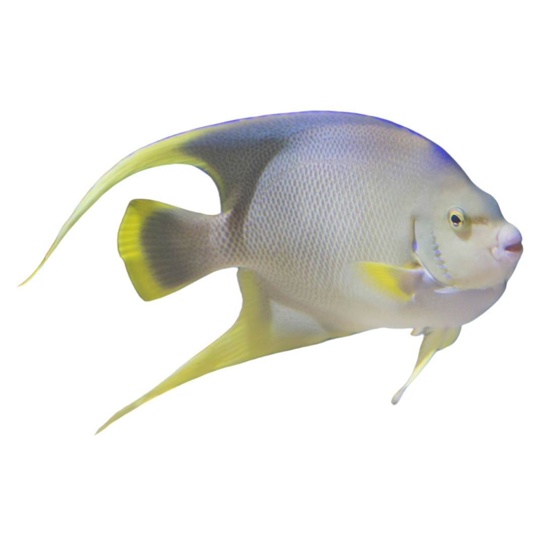 Saltwater Angelfish For Sale | Large | Small Buy Direct from the ...