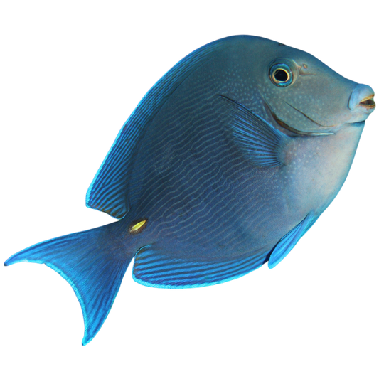 Atlantic Blue Tang (large 4 -7 inches (Caribbean Tang)