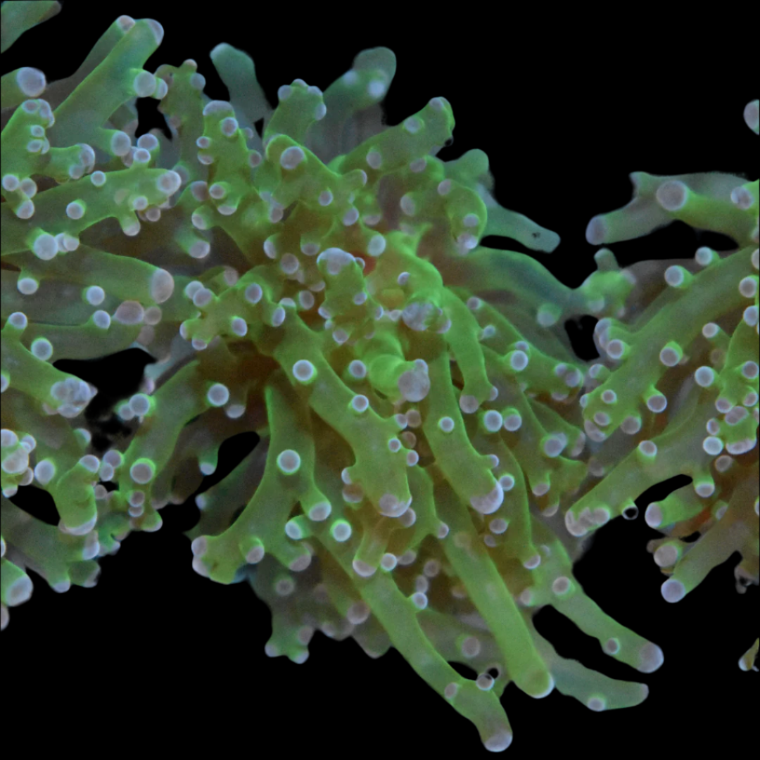 Blue Tip Frogspawn Coral