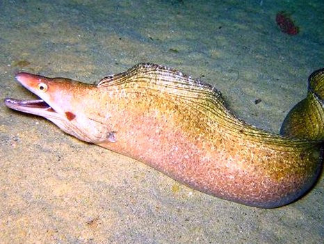 Purple Mouth Moray (large)