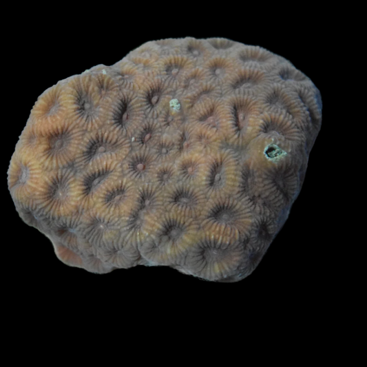 Brown / Dark Red Favia Coral