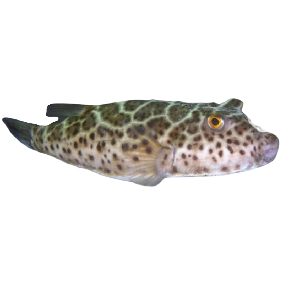 Checkered Pufferfish (small/medium 1-3")