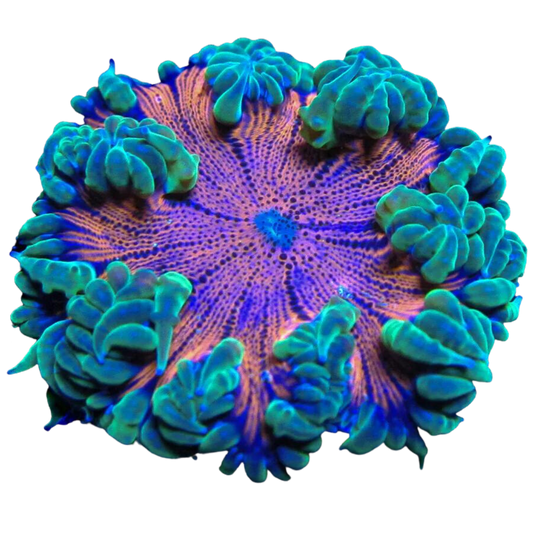 Chilli Lime  Ultra Rock Flower Anemone
