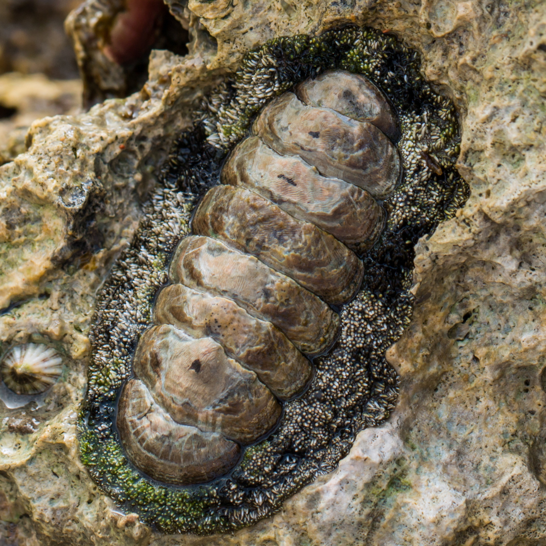 Chitton Snails