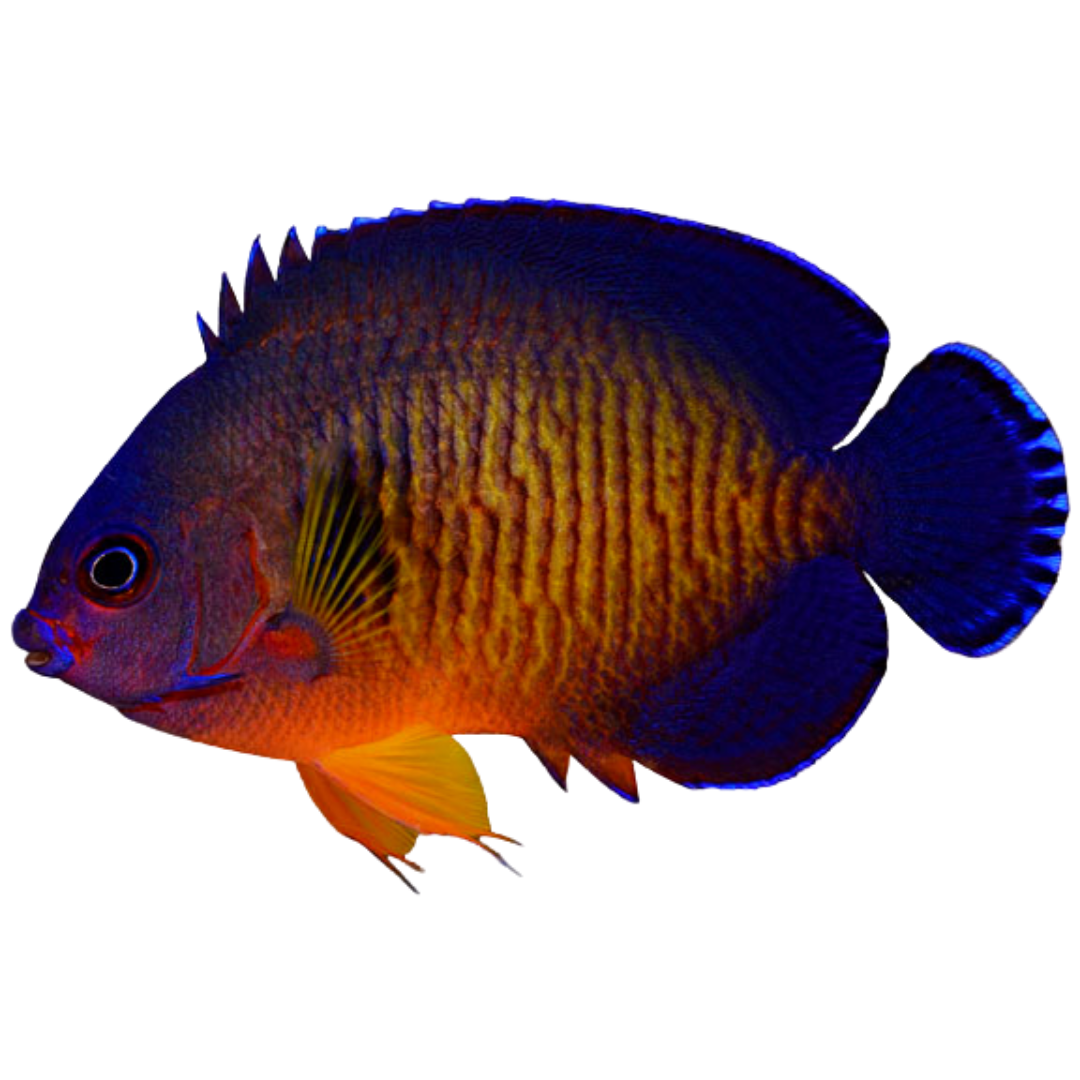 Coral Beauty Angelfish (medium)