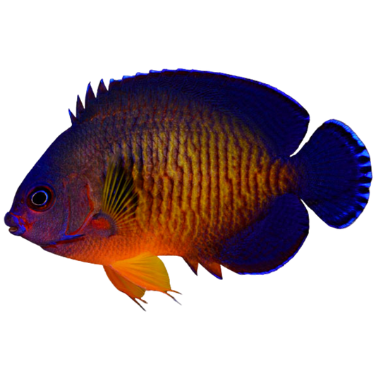 Coral Beauty Angelfish (medium)