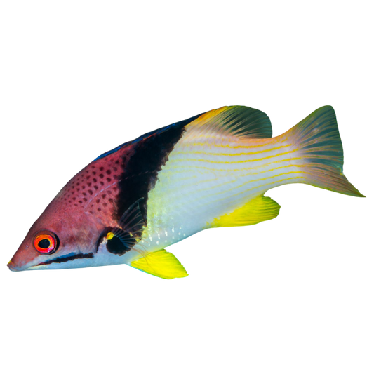 Coral Hogfish (sm/md)