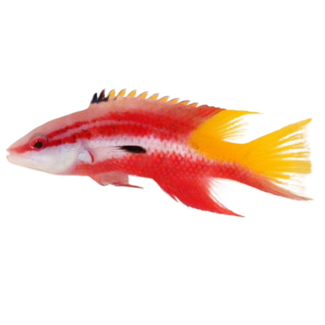 Cuban Hogfish  (XL 7-8 inches)