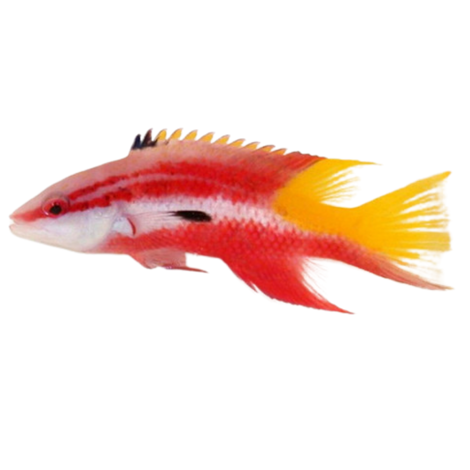 shop-hogfish-collection-foxy-saltwater-tropicals