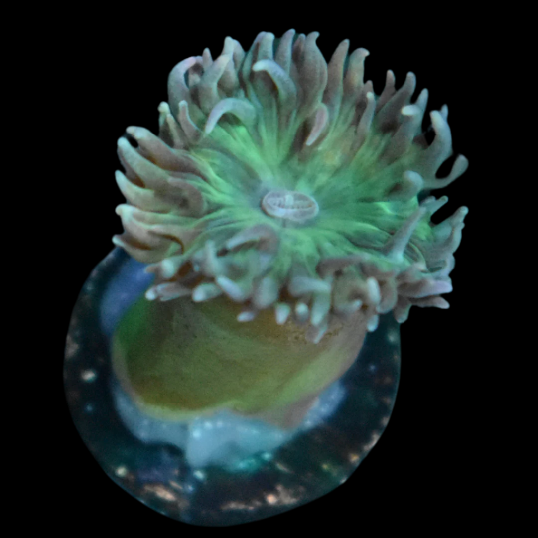 Duncan Coral (1 head)